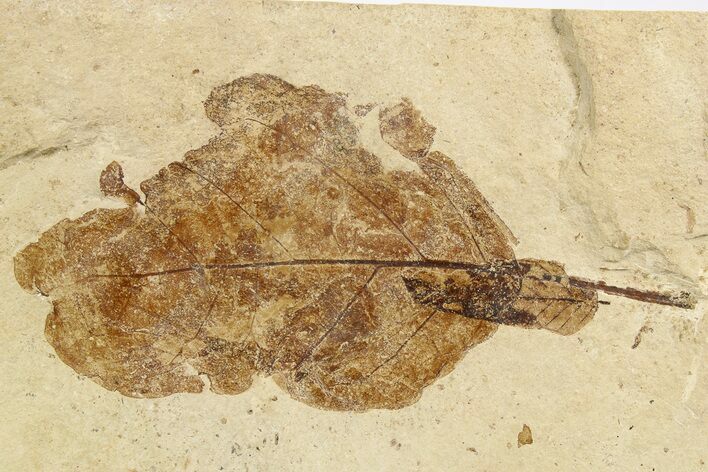 Fossil Leaf - France #254361